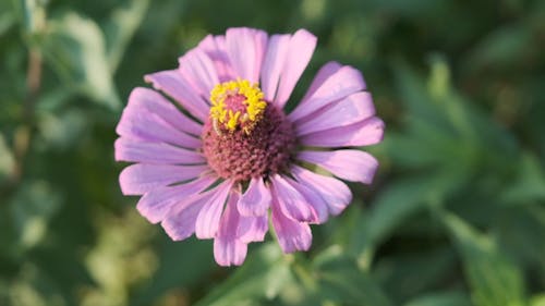 Closeup Video of Purple Flower