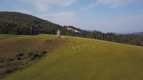 Aerial View of Woods and Grasslands