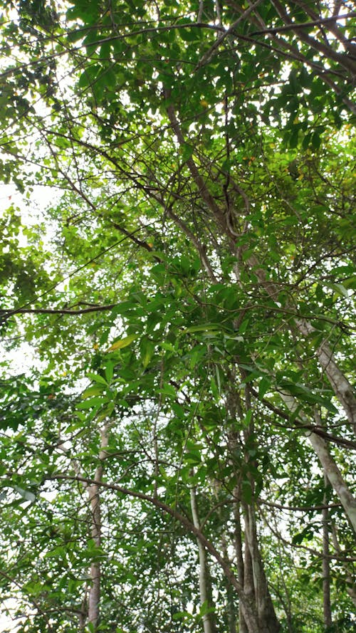 Sunlight Through Branches and Leaves