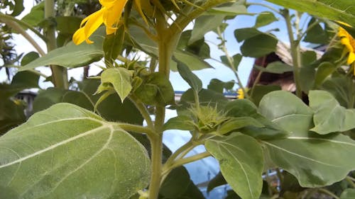 Close-Up View of a Blooming Sunflower