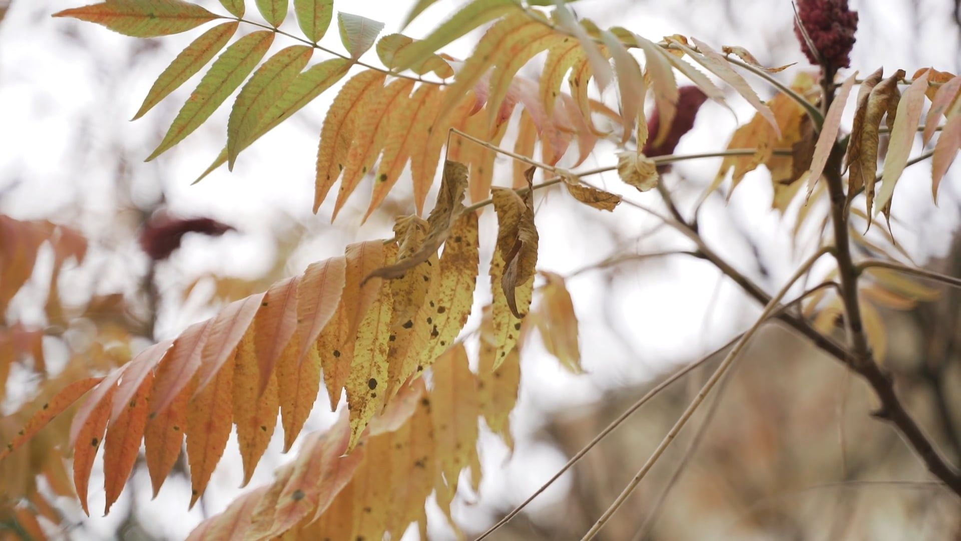 leaves in a tree 5705250 — free pexels stock footage