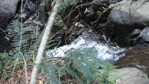 A River in the Forest