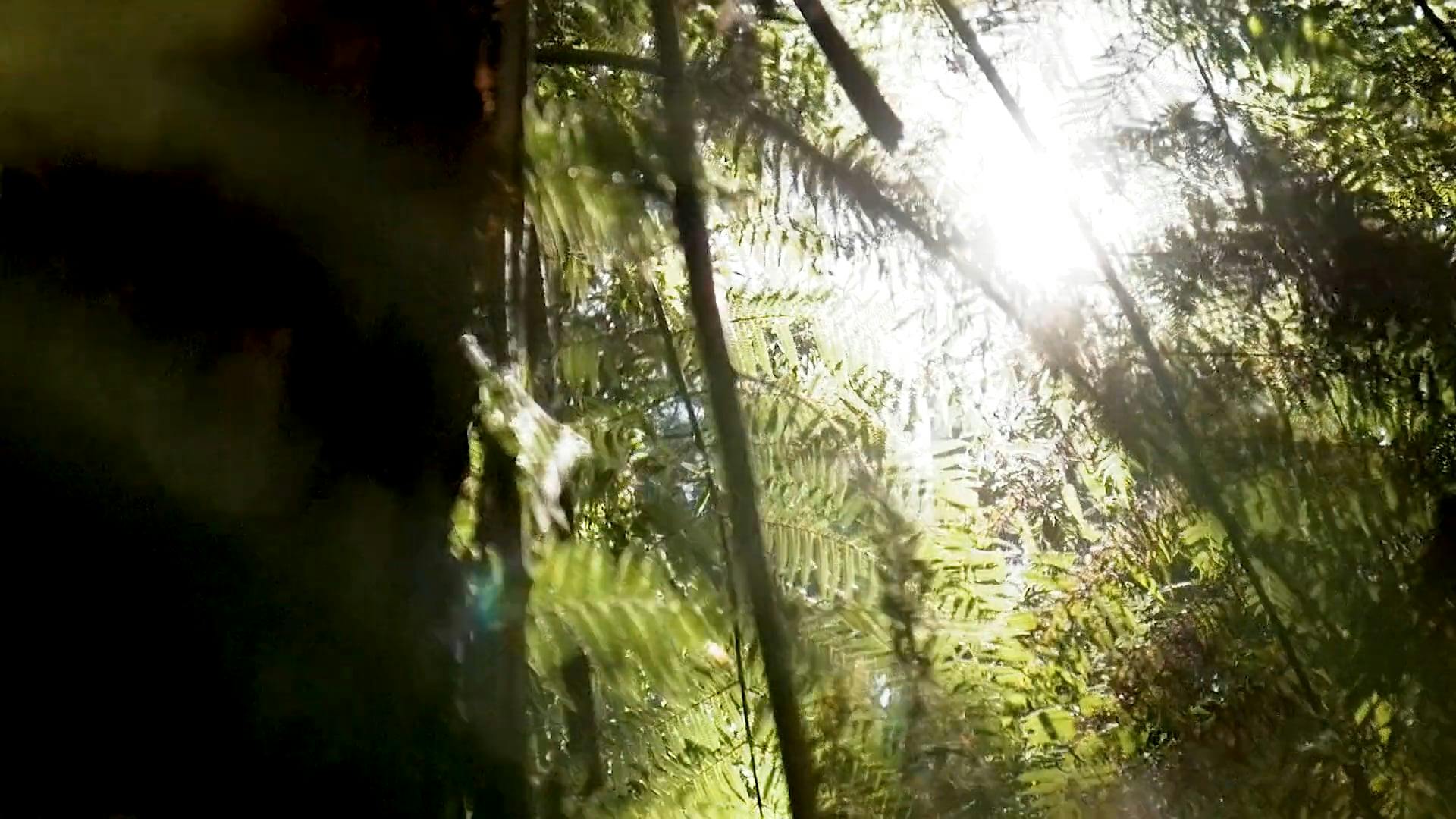 196,353+ Best Free Green nature Stock Photos & Images · 100% Royalty