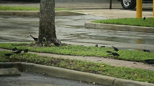 Black Birds Feeding on the Ground on a Rainy Day