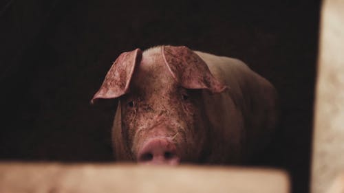 Video of a Pig