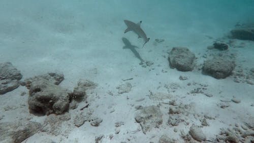 Shark Swimming at Sea Bottom