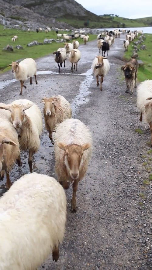 Herd of Sheep on a Dirt Road