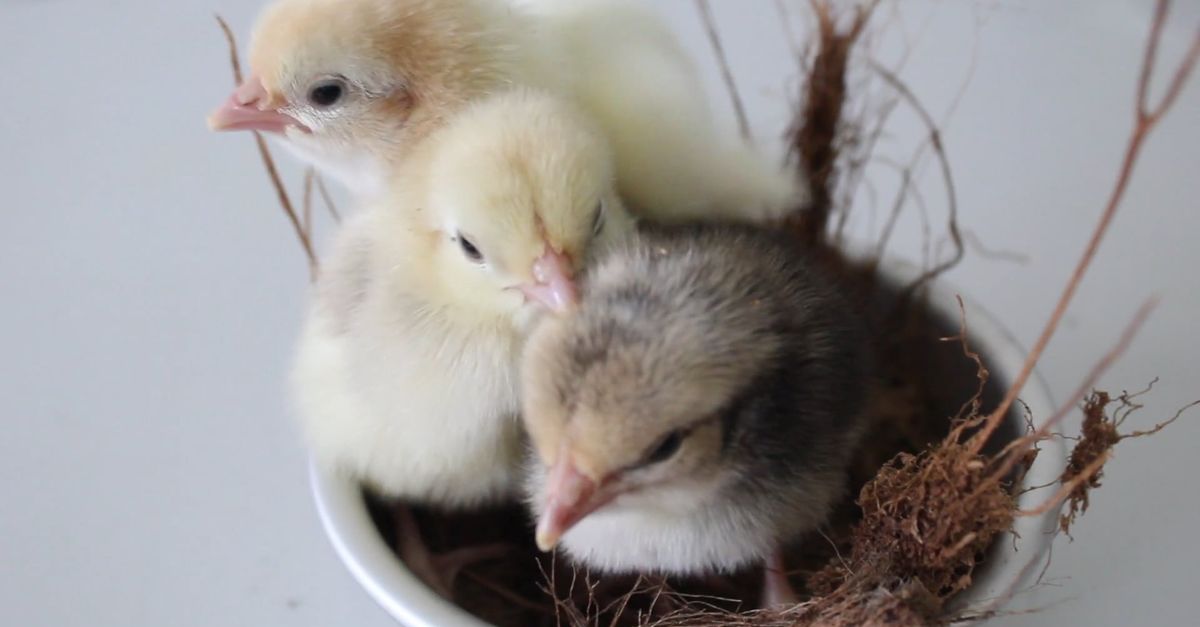 Close Up Video of Chicks Free Stock Video Footage, Royalty-Free 4K & HD ...