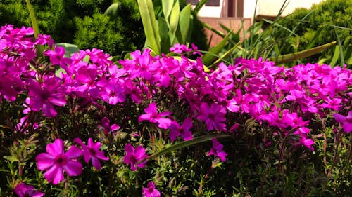 Video of Purple Flowers