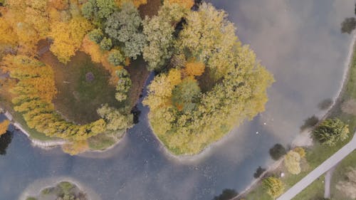 Aerial View of a Dense Forest by the River