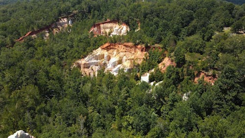 Aerial Footage of Trees