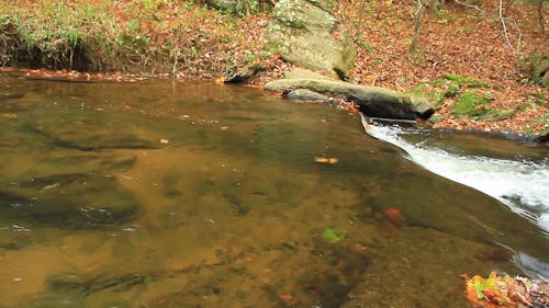 River in a Forest 