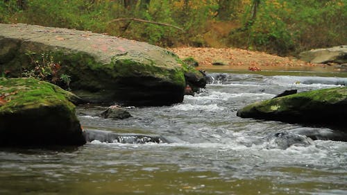 River in a Forest 