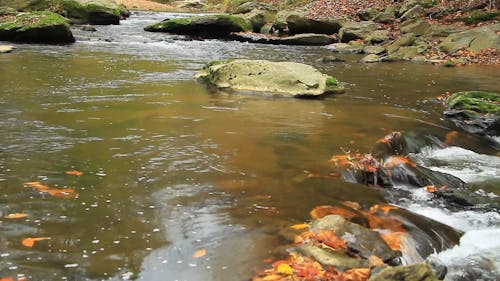 River in the Forest 