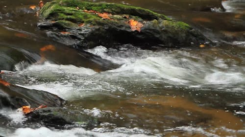 River in the Forest 