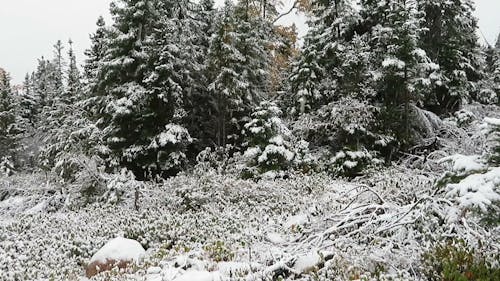 Snow Falling on the Pine Trees