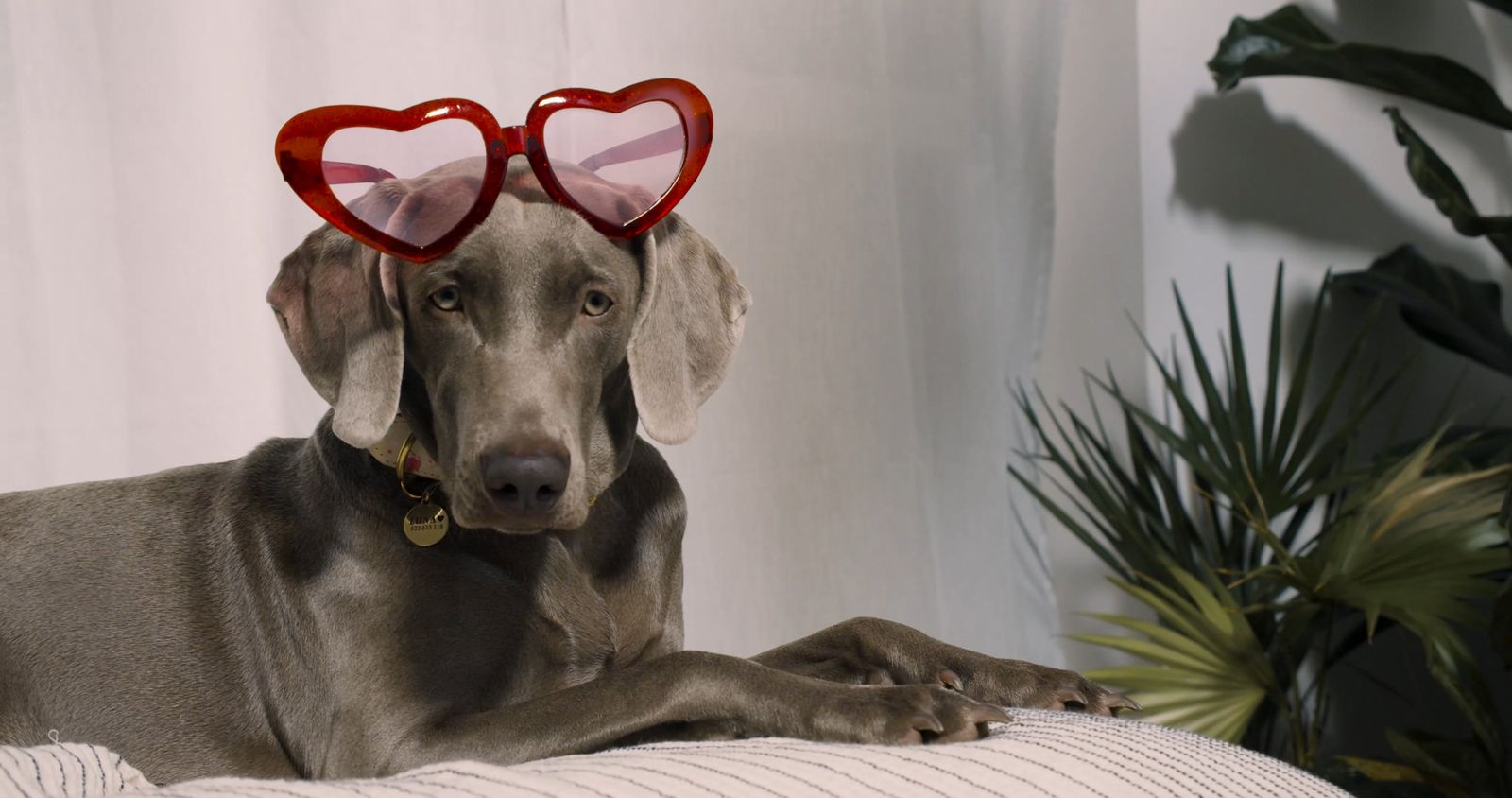 Doggy Style Videos, Download The BEST Free 4k Stock Video Footage