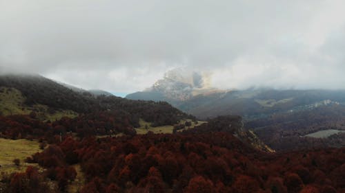 Drone Footage of a Forest in Autumn