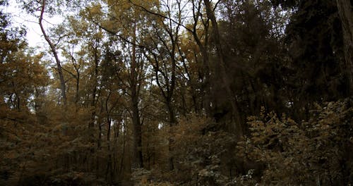 Woods in Autumn 