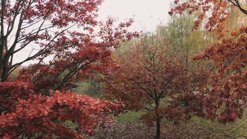 Autumn Forest Landscape 