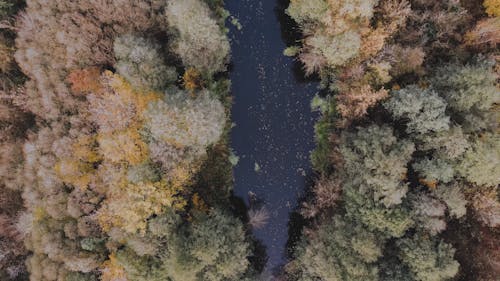 River in an Autumn Forest 