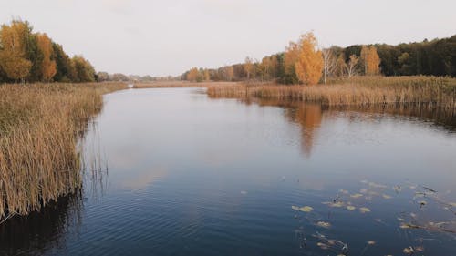 Lake in a Autumn Forest 