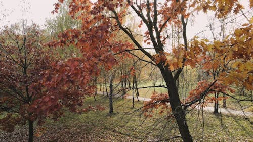 Trees in Autumn 