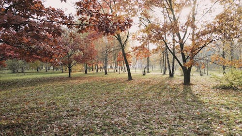 Park in Autumn 