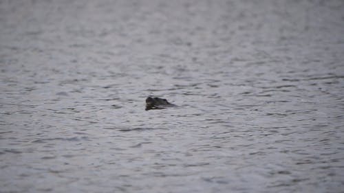 Seal in the Water