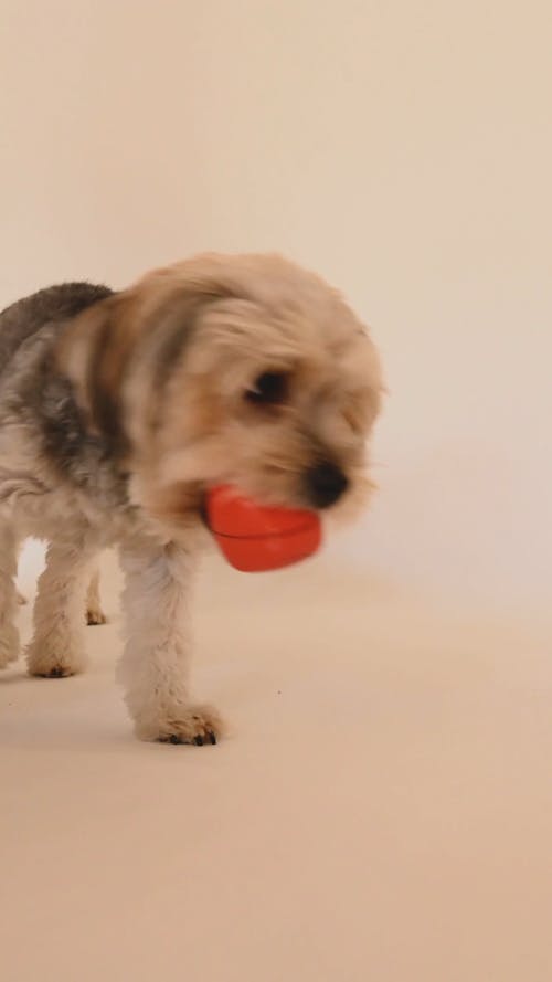 Two Dogs Playing 