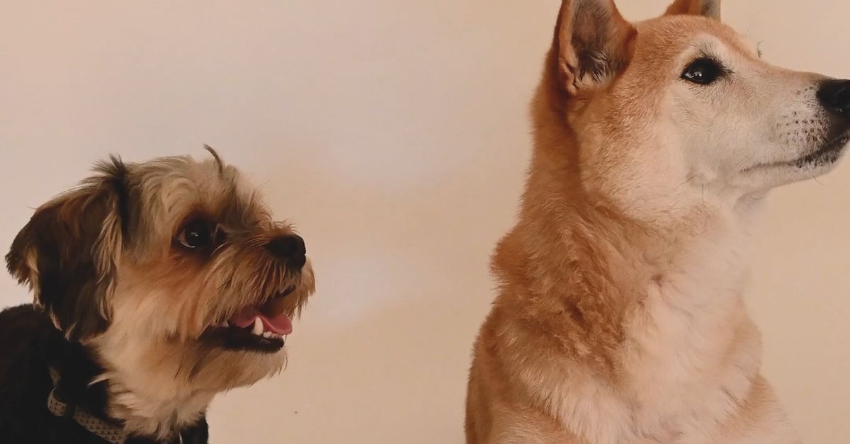 Two Pet Dogs Living Together Free Stock Video Footage, Royalty-Free 4K ...