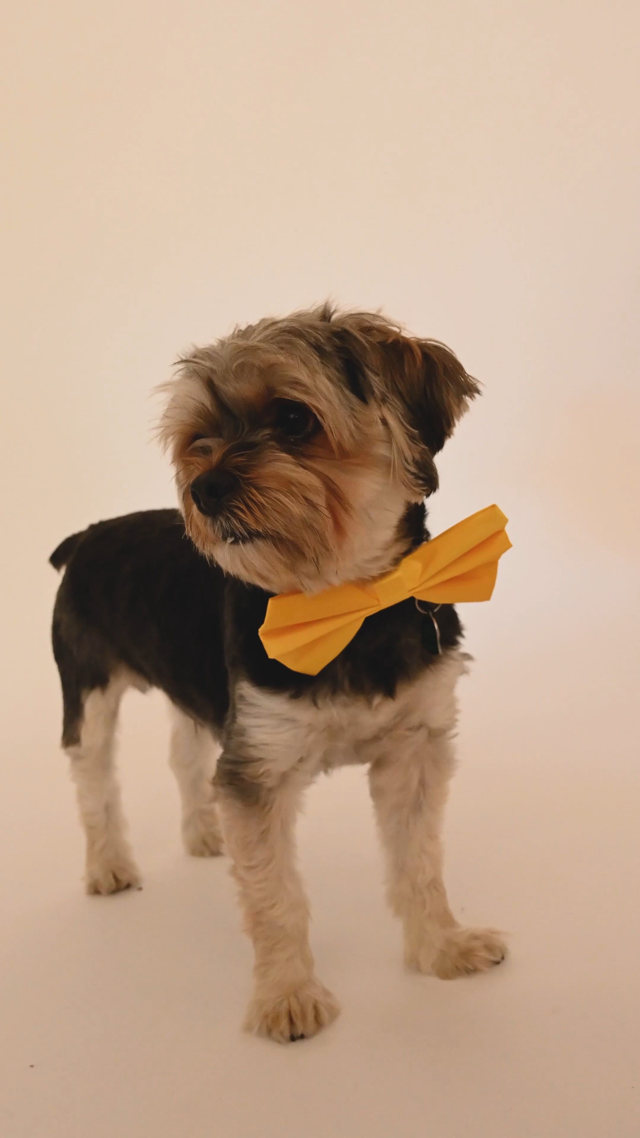 A Dog with Yellow Bow Tie is Observing His Surroundings · Free Stock Video