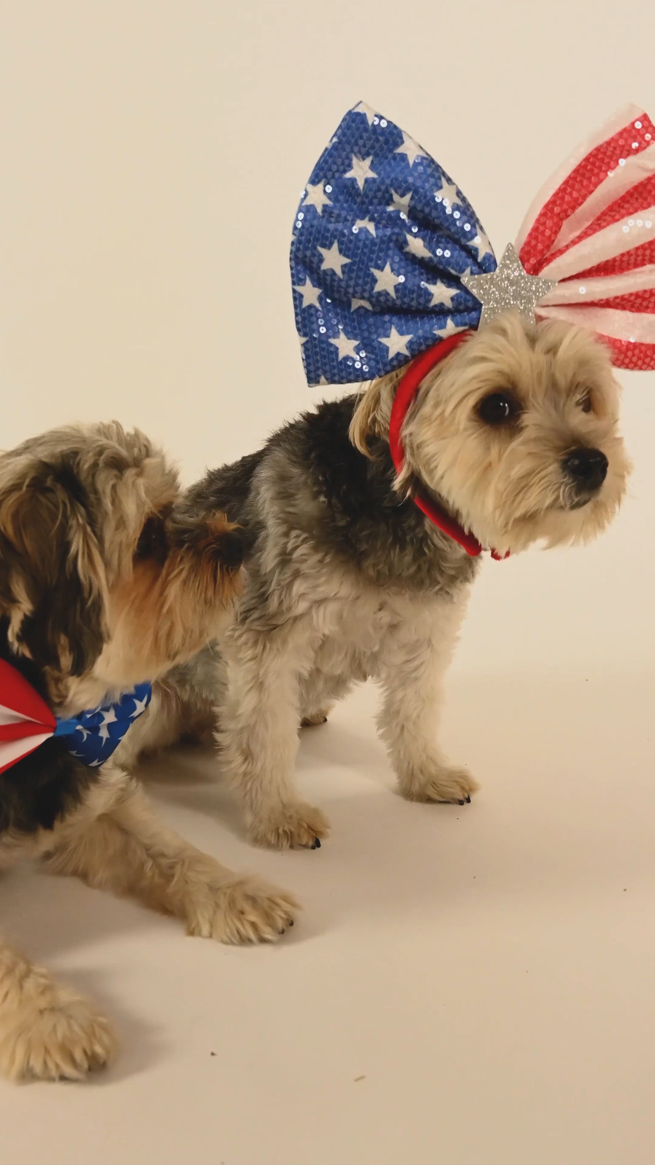gratis-lagervideo-af-amerikansk-flag-b-nd-fejring