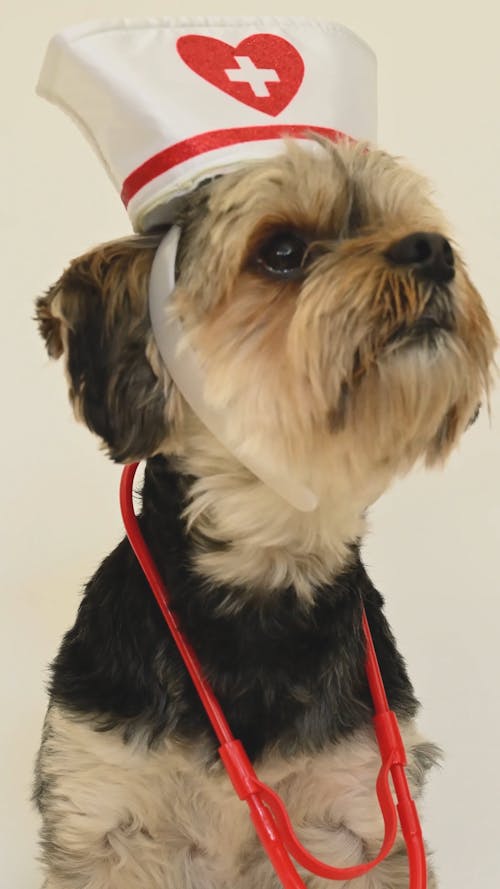 Dog Wearing a Nurse Costume