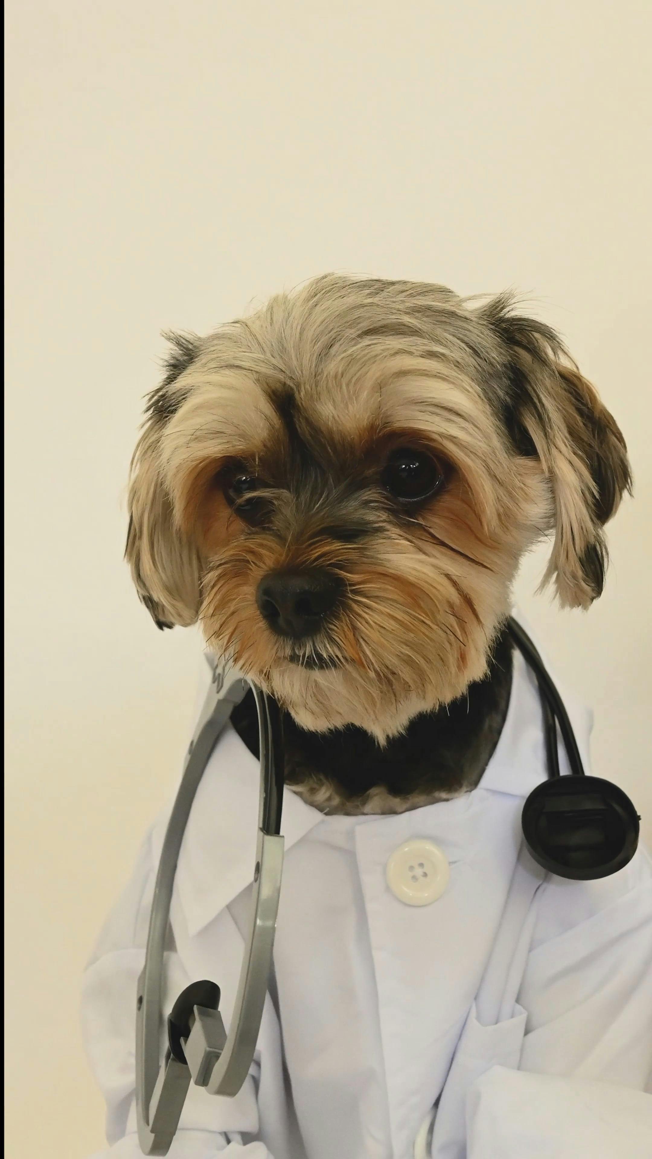 A Dog Wearing a Doctors Costume · Free Stock Video