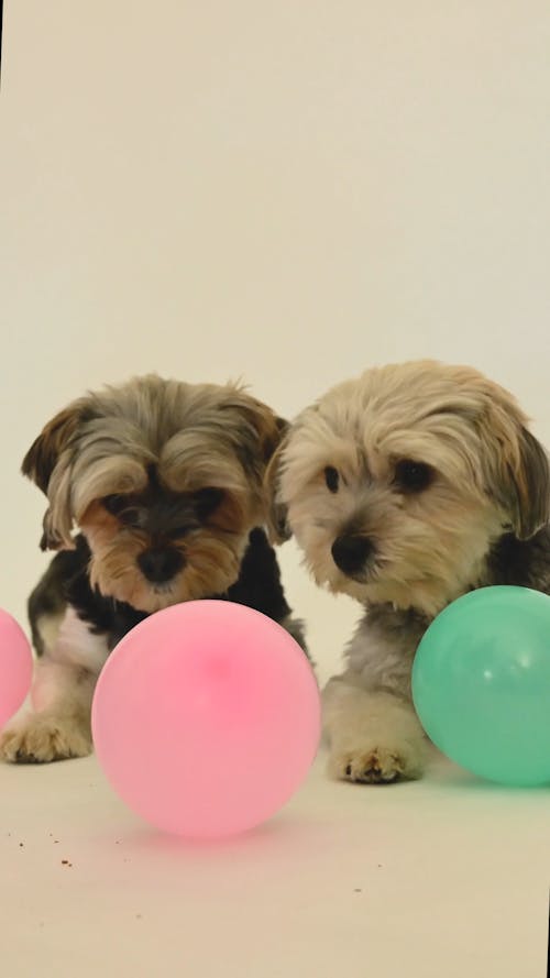 Video of Dogs with Balloons