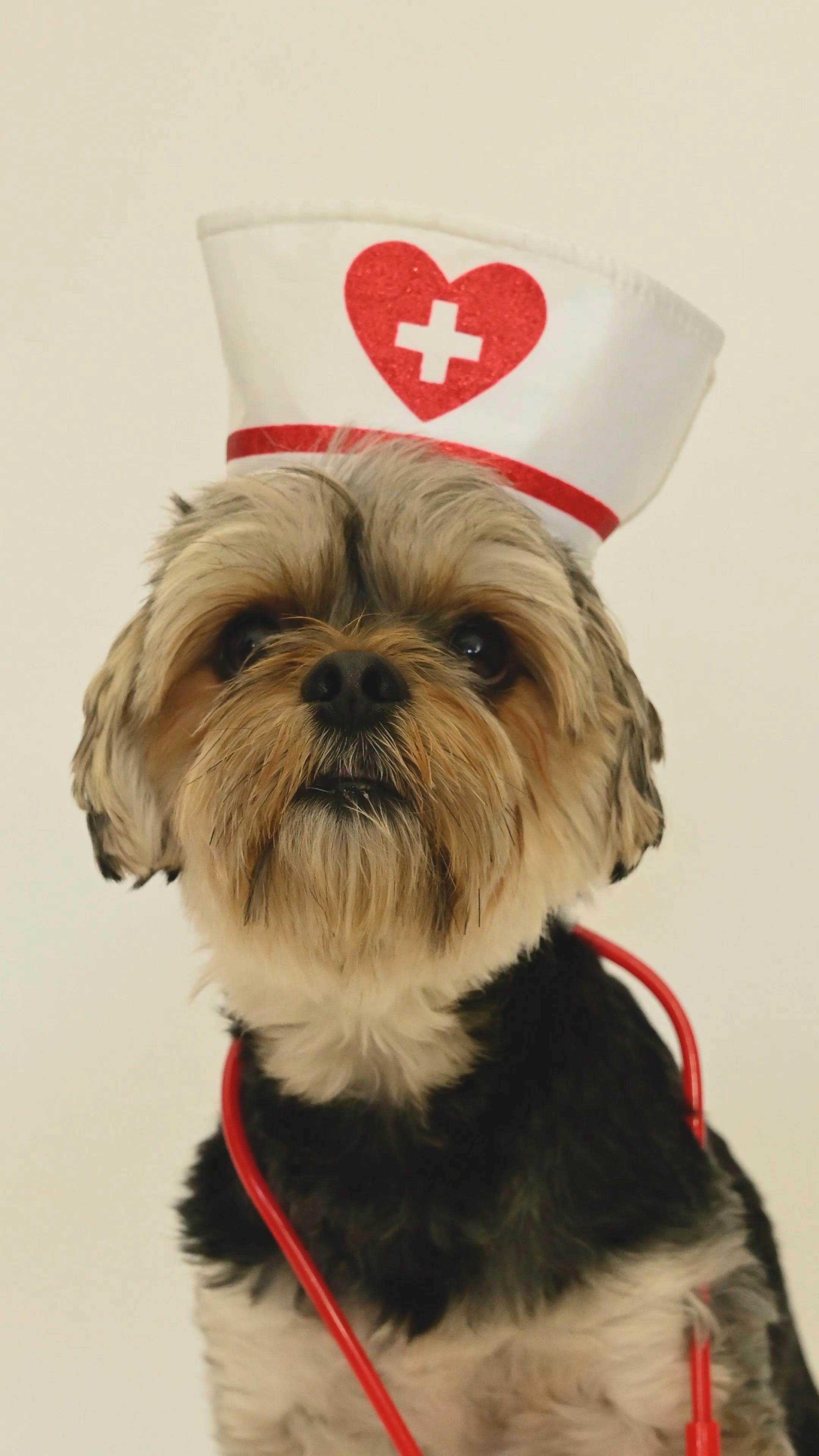 A Cute Dog Wearing Nurse Costume · Free Stock Video