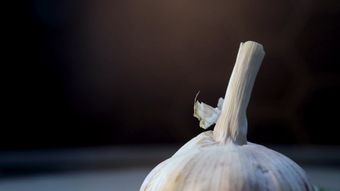 Bulb