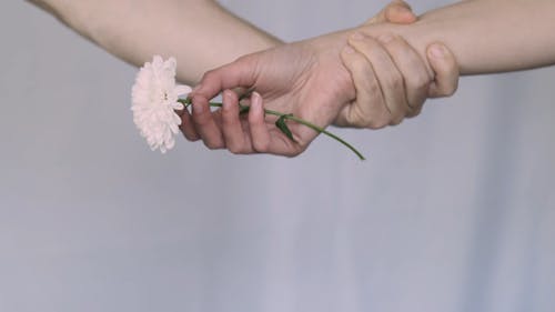 Hands Holding a White Flower