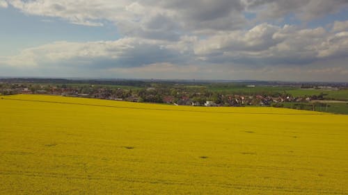 Aerial View of Canola Fields