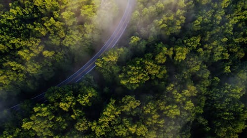 Drone Footage of a Road and Trees