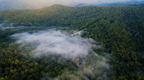 Aerial Footage of Trees