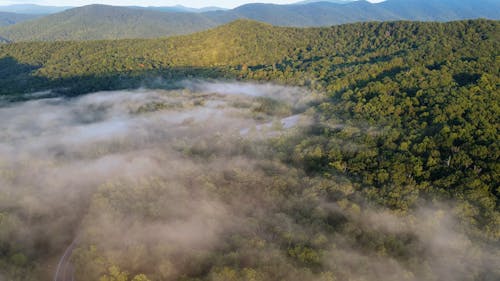 Aerial Footage of Trees