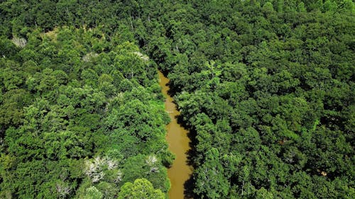 Aerial Footage of Trees