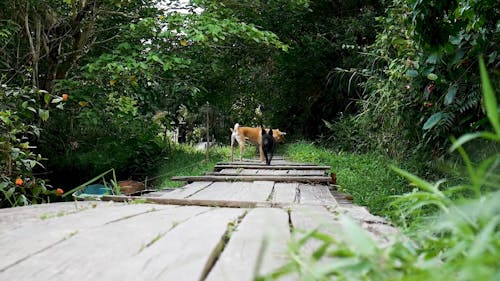 Dog Crossing a Wooden Bridge