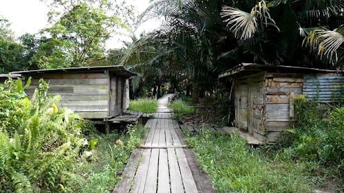 Wooden Buildings in the Jungle