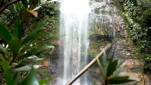 Waterfall in the Forest