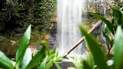 Waterfall in the Forest