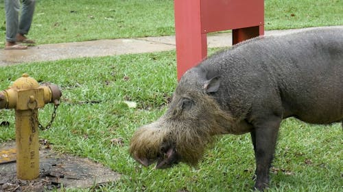 A Wild Boar Walking