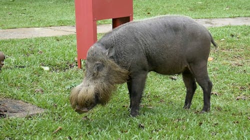 A Wild Boar Feeding on Grass